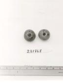 Click for 1 image(s) for this accession. FRUIT